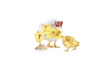 Butirat Broylerlerde Nekrotik Enterisi Hafifletir