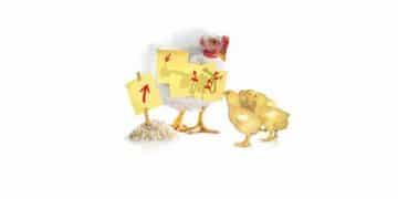 Butirat Broylerlerde Nekrotik Enterisi Hafifletir