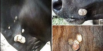 Çiftlik Hayvanlarında Kanserler