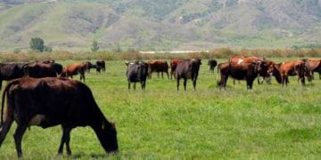 Doğu ve Güney Doğu Bölgelerindeki Hayvancılığın Geliştirilmesi