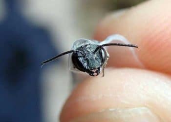 En son 2016 yılında görülen Mavi Arılar tekrar ortaya çıktı