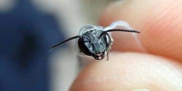 En son 2016 yılında görülen Mavi Arılar tekrar ortaya çıktı