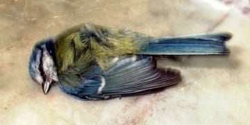 Evcil Kuşlarda Civa Zehirlenmesi