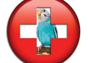Evcil Kuşlarda En Sık Rastlanan Yaralanmalar ve İlk Yardım