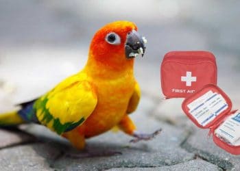 Evcil Kuşların İlk Yardım Çantası