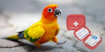 Evcil Kuşların İlk Yardım Çantası