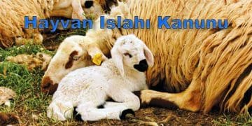 Hayvan Islahı Kanunu