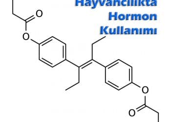 Hayvancılıkta Hormon Kullanımı