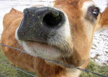 İnekler Asla UNUTMAZ