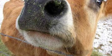 İnekler Asla UNUTMAZ