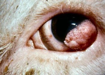 İneklerde Göz Kanseri