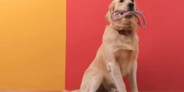 İngiltere'de köpekler, Covid-19'u koklayarak teşhis etmeleri için eğitilecek