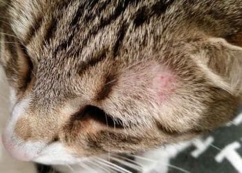 Kedilerde Dermatophytosis (Trichopytie-Mantar)