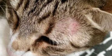 Kedilerde Dermatophytosis (Trichopytie-Mantar)