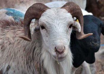 Koyun ve Keçilerde Burun Akıntısı