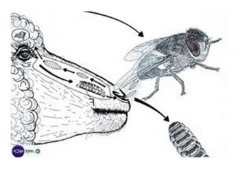 Koyun ve Keçilerde Burun Kurdu (Oestrus ovis)