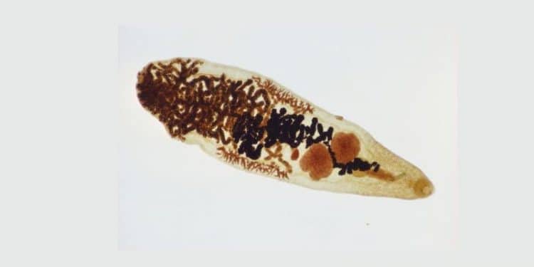 Kum Kelebeği (Dicrocoelium Dentriticum)