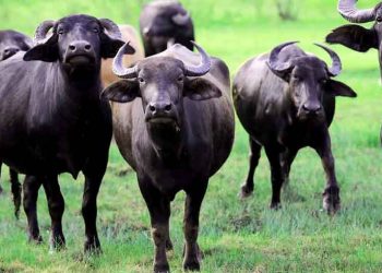 Manda ve Manda Sütü