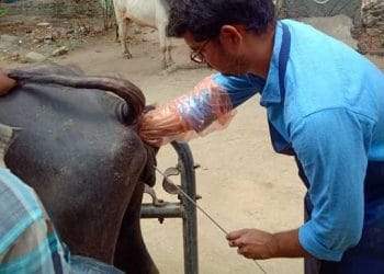 Mandalarda Suni Dölleme