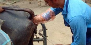 Mandalarda Suni Dölleme