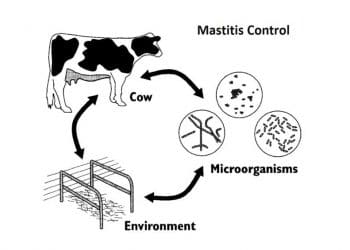 Mastitis Kontrolünde Kritik Noktalar (CHECK-LİST)