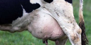 Mastitisle Mücadelede Yeni Yaklaşımlar