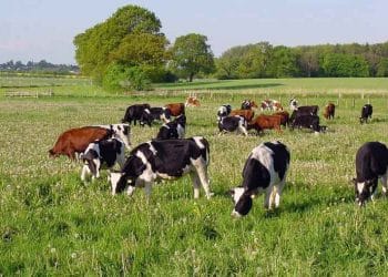 Merada Süt Sığırcılığı