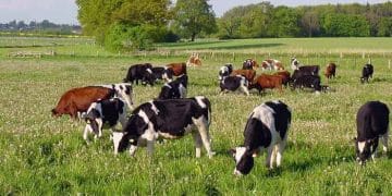 Merada Süt Sığırcılığı