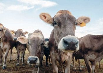 Montafon ineği (Brown Swiss)