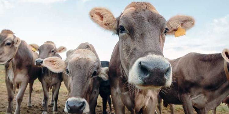 Montafon ineği (Brown Swiss)