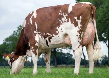 Montbeliard Sığır Irkı