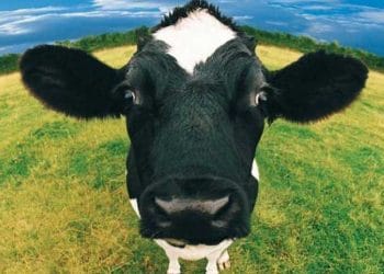 Mutlu İnekler İdeal Süt Sığırcılığı İşletmesi 'nden Gelir!