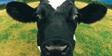 Mutlu İnekler İdeal Süt Sığırcılığı İşletmesi 'nden Gelir!