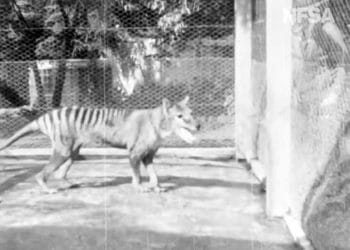 Soyu tükenmiş olan Tazmanya Kaplanı'nın görüntüleri 85 yıl sonra ortaya çıktı