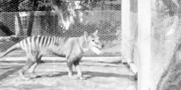 Soyu tükenmiş olan Tazmanya Kaplanı'nın görüntüleri 85 yıl sonra ortaya çıktı