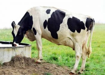 Süt ineklerinde kısırlık