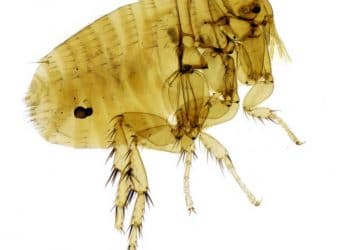 Xenopsylla Brasiliensis Nedir?