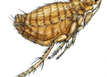 Xenopsylla Cheopis Nedir?