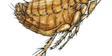 Xenopsylla Cheopis Nedir?