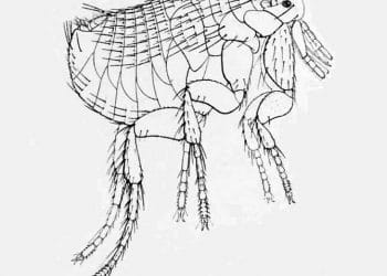 Xenopsylla Vexabilis Nedir?
