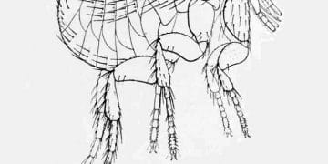 Xenopsylla Vexabilis Nedir?