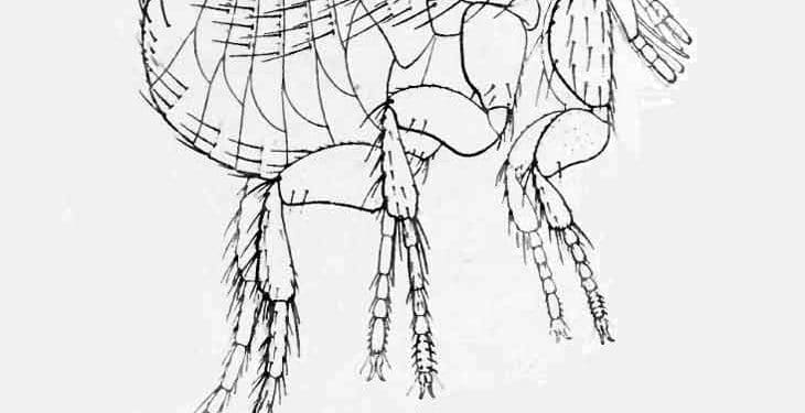 Xenopsylla Vexabilis Nedir?