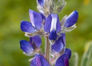 Yaban Baklası Nedir?