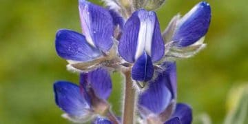 Yaban Baklası Nedir?