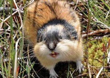 Yaban Sıçanı Nedir?