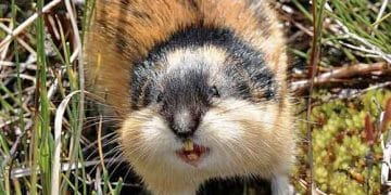 Yaban Sıçanı Nedir?