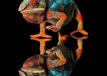 Yabancıl Hayvan Nedir?