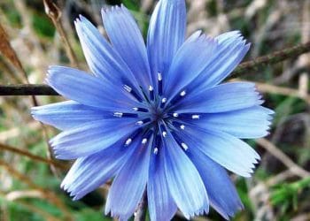 Yabani Hindiba Nedir?