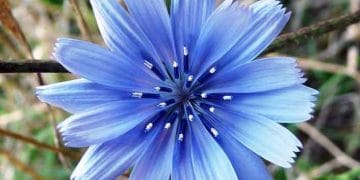 Yabani Hindiba Nedir?