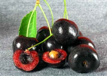 Yabani Siyah Kiraz Zehirlenmesi Nedir?